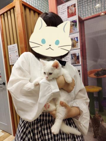 スコティッシュフォールド