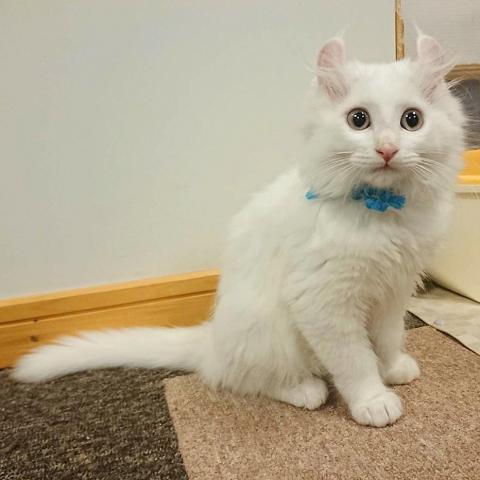 猫カフェ 猫日和 栃木県 子犬や子猫たちのペット販売情報が満載 ペットステーション 猫カフェ 猫日和 栃木県 子犬や子猫たちのペット販売情報が満載 ペットステーション