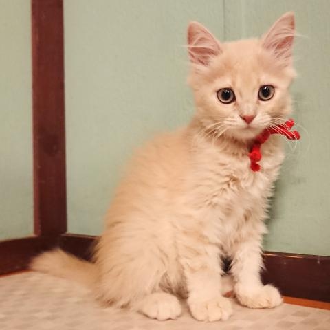 猫カフェ 猫日和 栃木県 子犬や子猫たちのペット販売情報が満載 ペットステーション 猫カフェ 猫日和 栃木県 子犬や子猫たちのペット販売情報が満載 ペットステーション