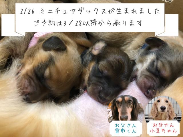 ミニチュアダックスフンド