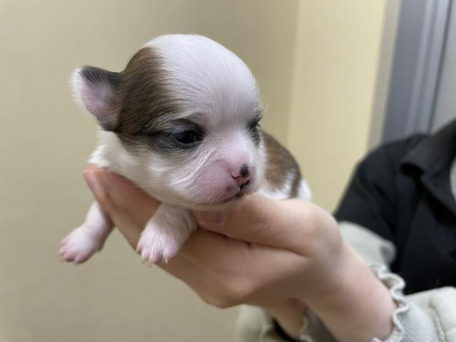 チワワ(ロングコート)