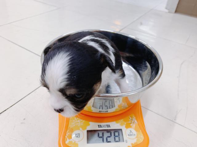 チワワ(ロングコート)