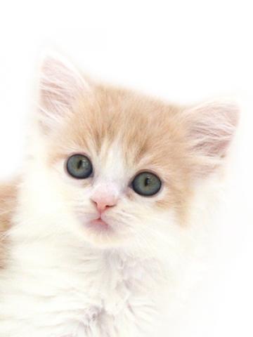 マンチカン 子犬や子猫たちのペット販売情報が満載 ペットステーション