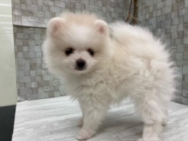 ポメラニアン