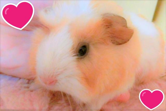 💕モルもふもふモルモット💕