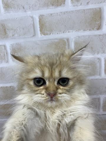 ペルシャ