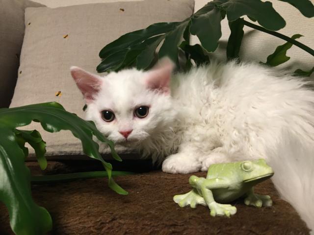 セルカークレックス