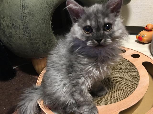 セルカークレックス