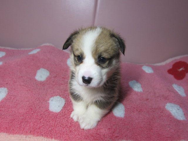 ウェルシュコーギーペンブローク