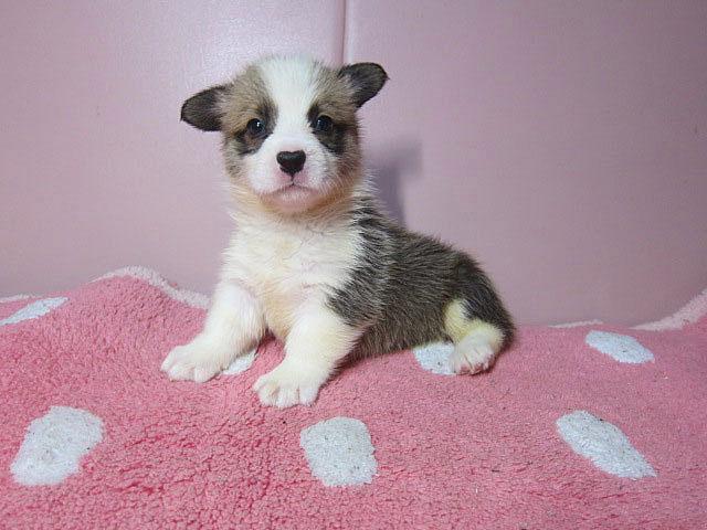 ウェルシュコーギーペンブローク