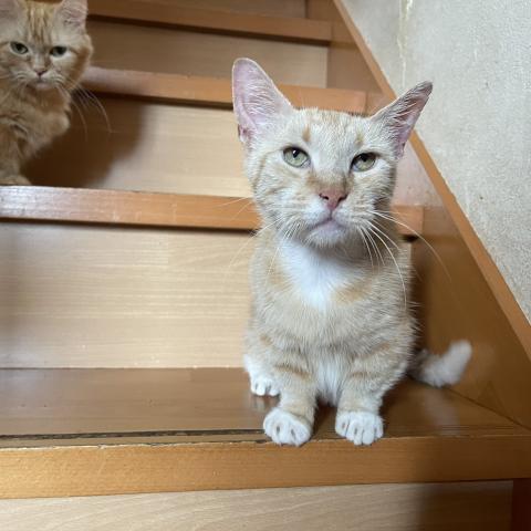 マンチカン短足 引退猫