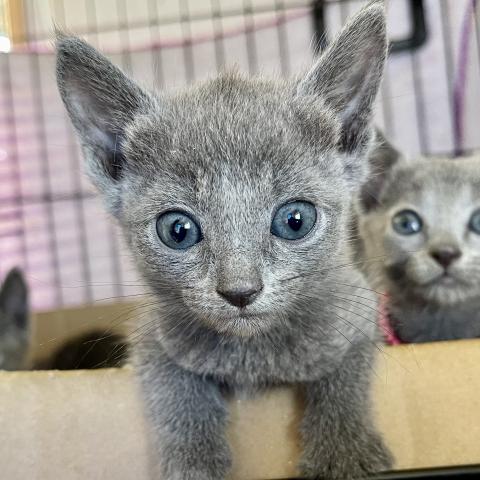 ロシアンブルー