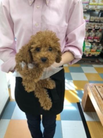 ペットショップaペット 枚方店 大阪府 子犬や子猫たちのペット販売情報が満載 ペットステーション ペットショップaペット 枚方店 大阪府 子犬や子猫たちのペット販売情報が満載 ペットステーション