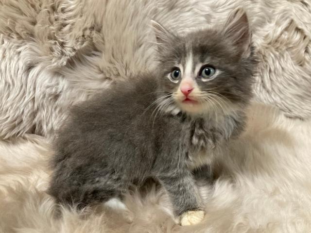 ノルウェージャンフォレストキャット