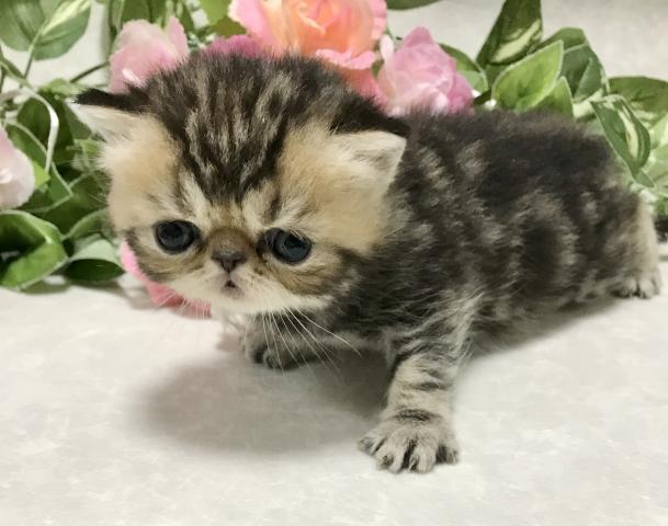 エキゾチックショートヘアー