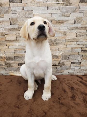 ラブラドールレトリーバー