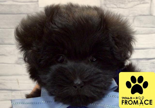 フロムエース手稲前田店 北海道 子犬や子猫たちのペット販売情報が満載 ペットステーション フロムエース手稲前田店 北海道 子犬や子猫たちのペット販売情報が満載 ペットステーション
