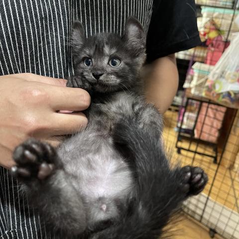 キンカローカール耳長足