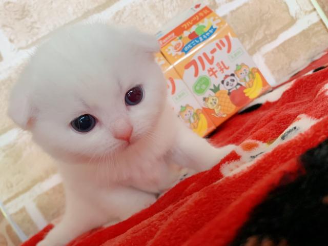 スコティッシュフォールドまん丸お顔の耳折れちゃん♡