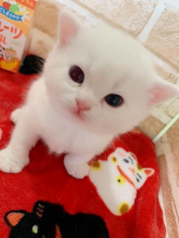 スコティッシュフォールドむっちむち立ち耳くん♡