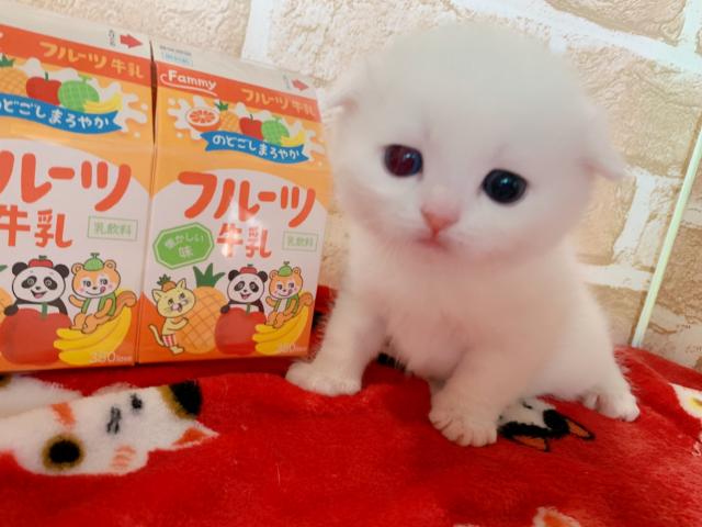スコティッシュフォールド顔面偏差値高め折れ耳くん♡