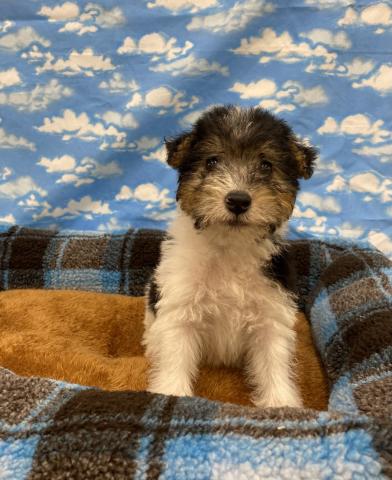 ワイアーフォックステリア