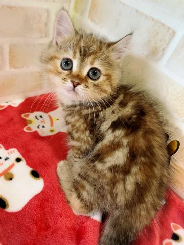 ミヌエット(旧ナポレオン)長足ちゃん((((〃・ω・)ノ♡