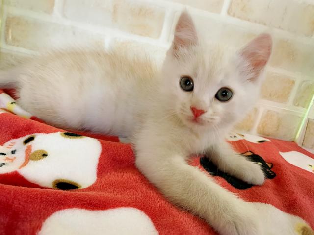 ミヌエット(旧ナポレオン)長足くん(´^ω^`)