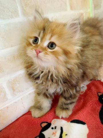 ミヌエット(旧ナポレオン)長足ちゃん(⌯˃̶᷄ ⁻̫ ˂̶᷄⌯)