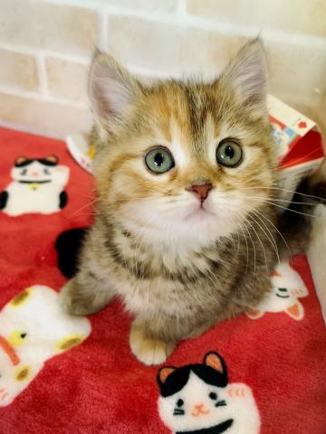 ミヌエット（旧ナポレオン）短足ちゃん(ง ´͈౪`͈)ว