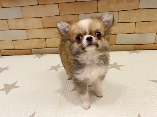 チワワ（ロングコート）