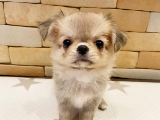 チワワ(ロングコート)