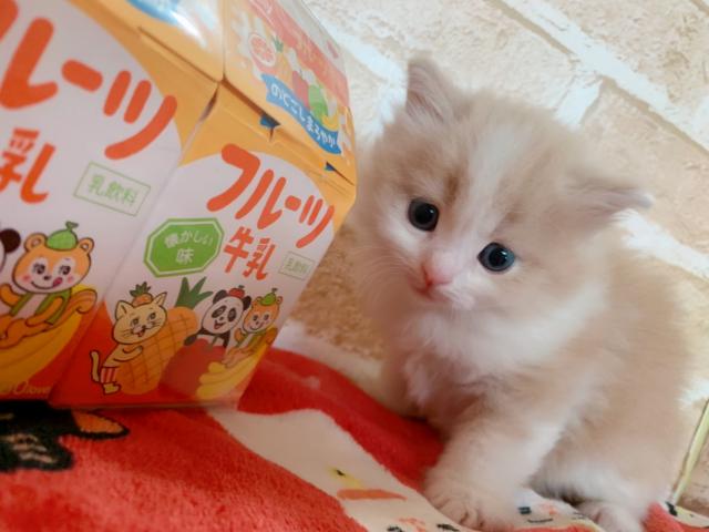 サイベリアンイケメンボーイ♡