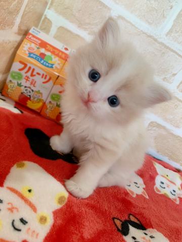 サイベリアンお残し検討中美女♡