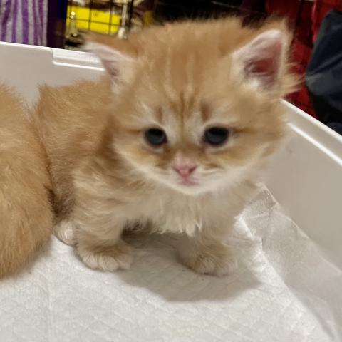 キンカロー立ち耳短足