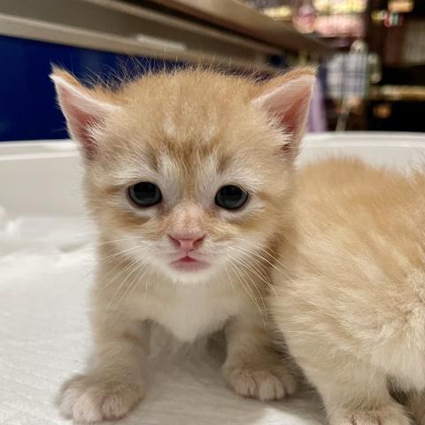 キンカロー中足