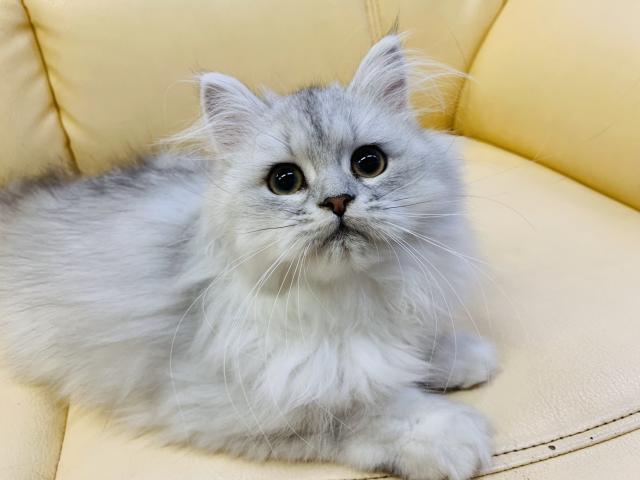 ペルシャ・ヒマラヤン