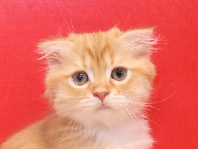 スコティッシュフォールド