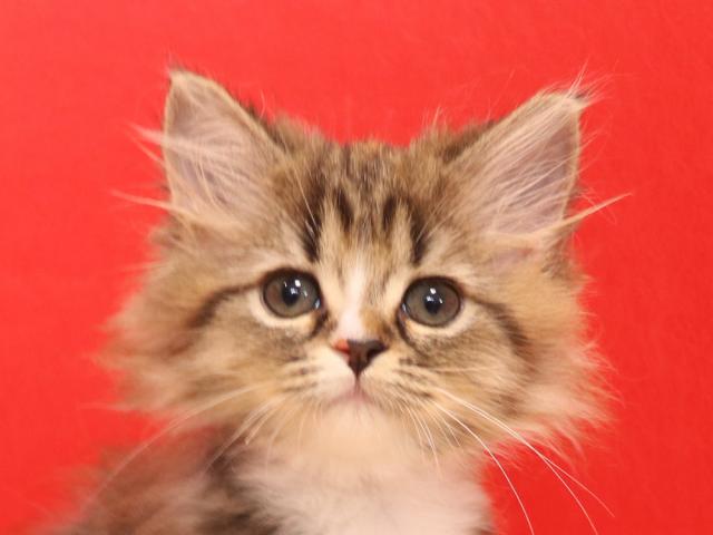 スコティッシュフォールド