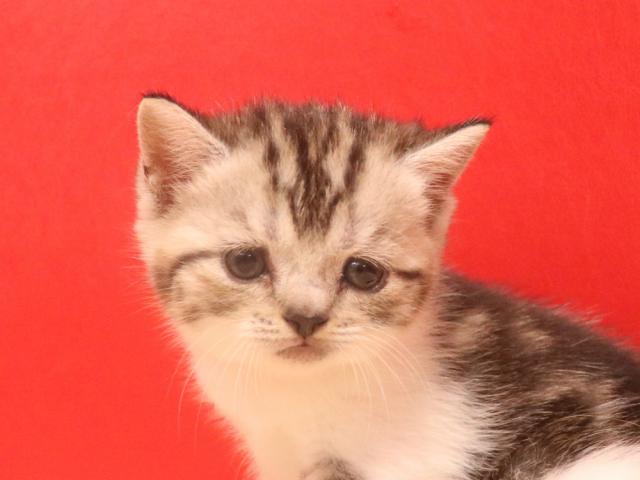 スコティッシュフォールド