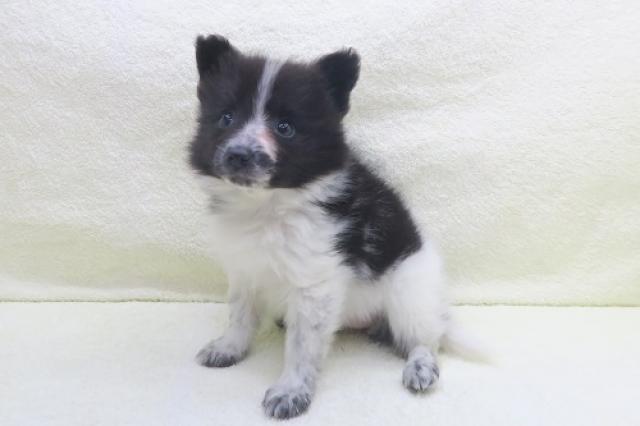 かねだい海老名店 神奈川県 子犬や子猫たちのペット販売情報が満載 ペットステーション