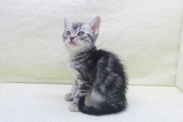 かねだい海老名店 神奈川県 子犬や子猫たちのペット販売情報が満載 ペットステーション