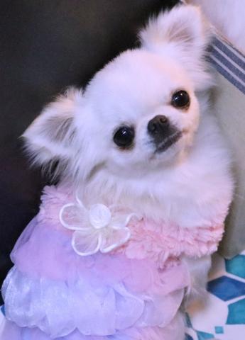 チワワ(ロングコート)