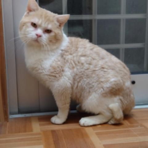 スコティッシュフォールド