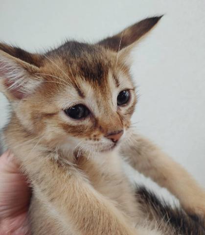 アビシニアン