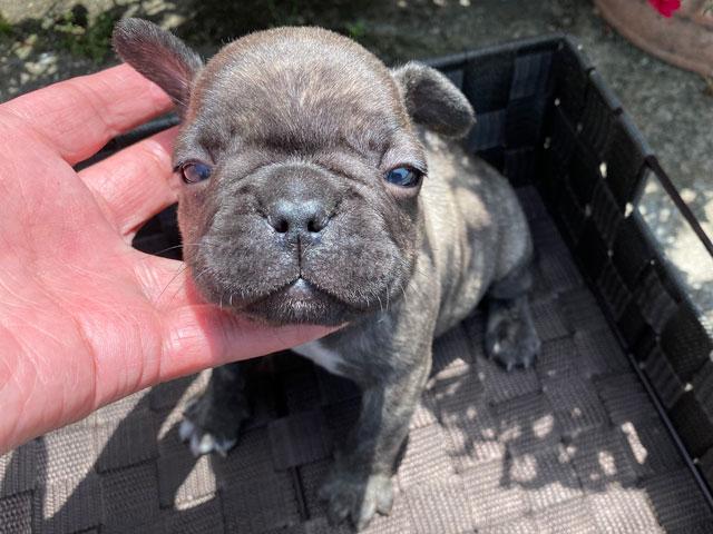 フレンチブルドッグ