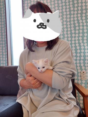 スコティッシュフォールド