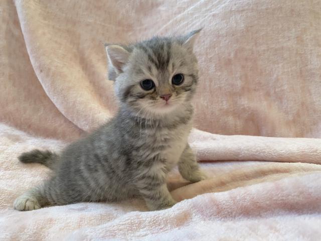 ミヌエット（旧ナポレオン）