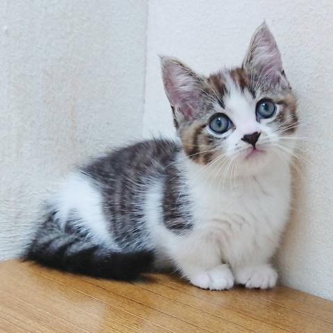マンチカン男の子(短足)