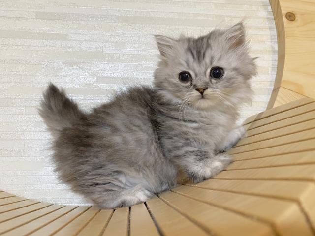 ミヌエット(旧ナポレオン)